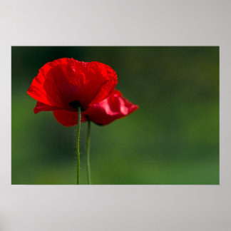 Poster Cartaz de Papoulas - Fotografia da Natureza Floral