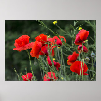 Poster Cartaz de Papoulas - Fotografia Floral da Natureza