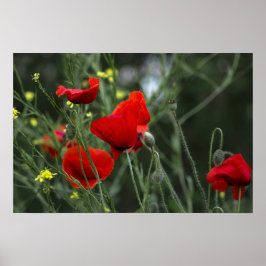 Poster Cartaz De Papoulas Na Natureza