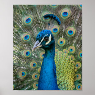 Poster Cartaz de Parede Matte Majestoso Pavão Joia Pena