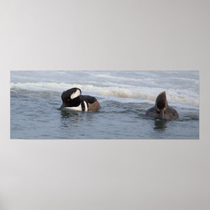 Poster Cartaz de Patos Mergulhão-de-crista