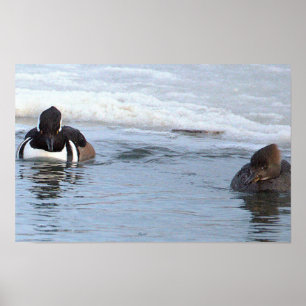 Poster Cartaz de Patos Mergulhão-de-poupa