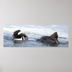 Poster Cartaz de Patos Mergulhão-de-poupa