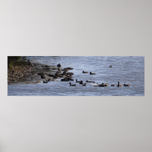 Poster Cartaz de Patos na Água