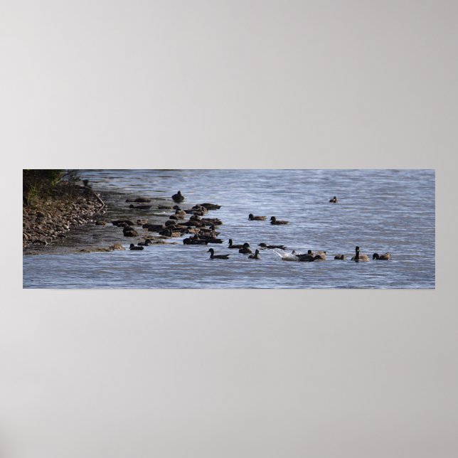 Poster Cartaz de Patos na Água (Frente)
