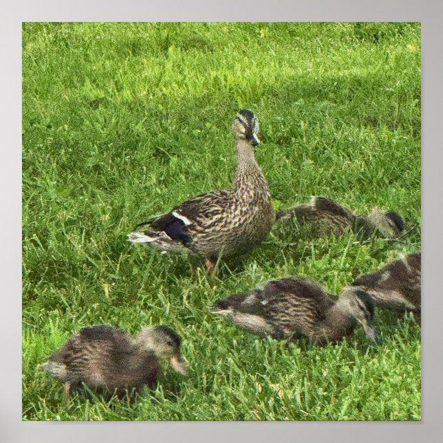 Poster Cartaz de Patos na Grama (Frente)