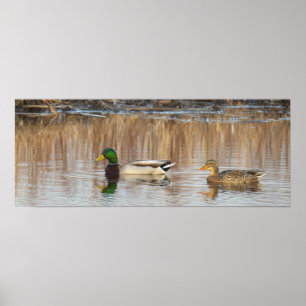 Poster Cartaz de Patos-reais