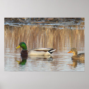 Poster Cartaz de Patos-reais
