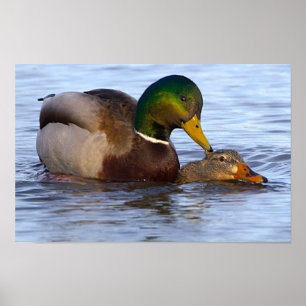 Poster Cartaz de Patos-reais