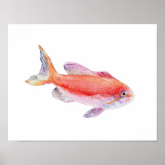 Poster Cartaz de Peixe Anthias Carberryi em Aquarela