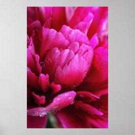 Poster Cartaz de Pétalas de Flor de Peônia Após Chuva