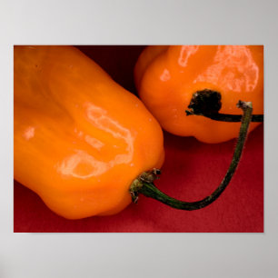 Poster Cartaz de pimentas habanero picantes