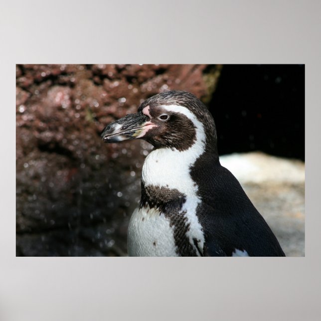 Póster Cartaz de Pinguim (Frente)