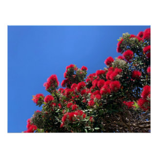 Póster Cartaz de Pohutukawa