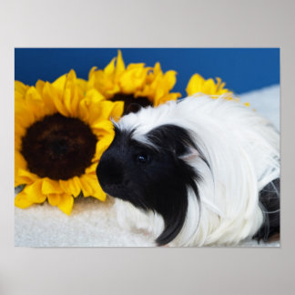 Póster Cartaz de Porquinho-da-índia Coroado
