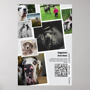 Poster Cartaz de Promoção de Canil de Great Dane Enorme