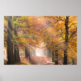Póster Cartaz de raios de sol numa floresta de outono