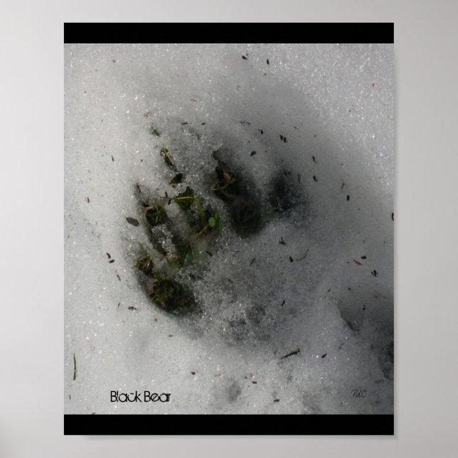 Póster Cartaz de Rastro de Urso (Frente)