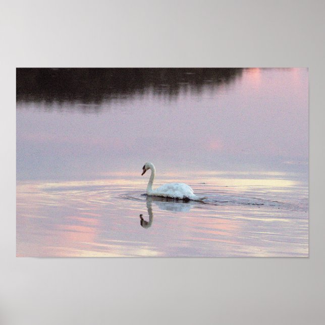 Poster Cartaz de Reflexos de Cisnes (Frente)