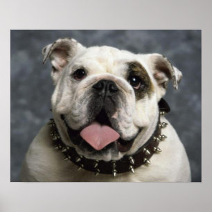 Póster Cartaz de retrato de cachorrinho Bulldog Inglês