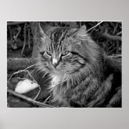 Póster Cartaz de retrato de gato Maine Coon preto e branc
