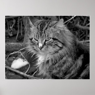 Póster Cartaz de retrato de gato Maine Coon preto e branc