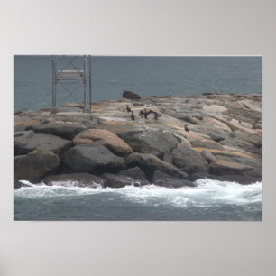 Poster Cartaz de Rochas com Pássaros Oceano