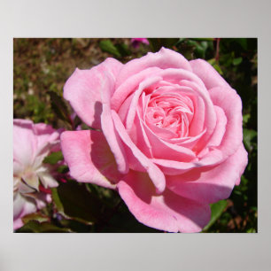 Poster Cartaz de Rosa Rosa Flores Jardim Primavera