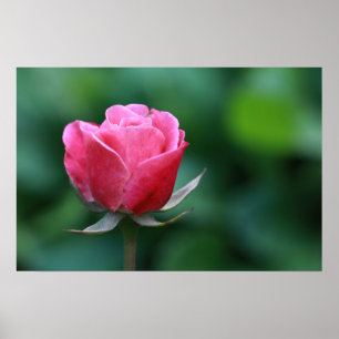 Poster Cartaz de Rosa Vermelha / Rosa Magnífica
