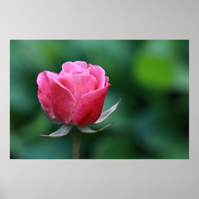 Poster Cartaz de Rosa Vermelha / Rosa Magnífica (Frente)
