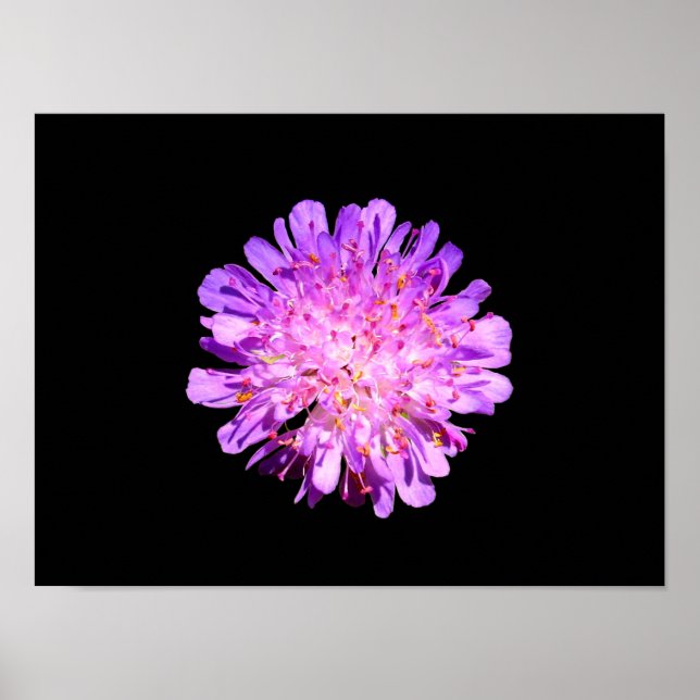 Poster Cartaz de Scabious de Campo (Frente)