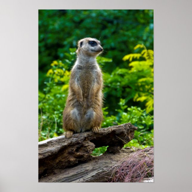 Poster Cartaz de Suricata (Frente)