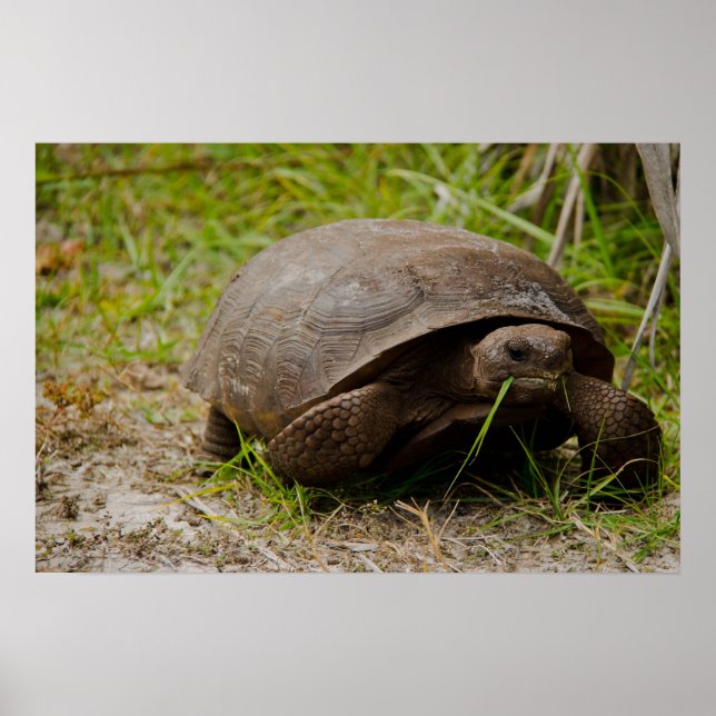 Póster Cartaz de Tartaruga Gopher Comendo Grama (Frente)