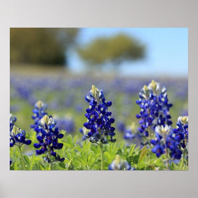 Poster Cartaz de Texas Bluebonnets (Frente)
