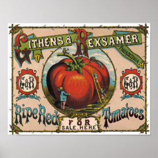 Poster Cartaz de Tomates Vermelhos Maduros Vintage
