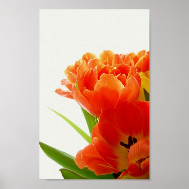 Poster Cartaz de Tulipas Laranjas (Frente)