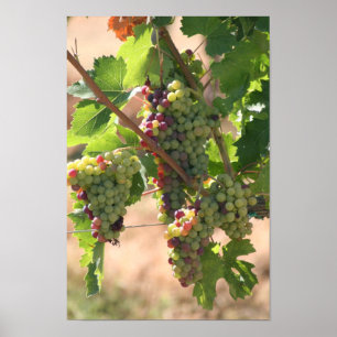 Póster Cartaz de Uvas