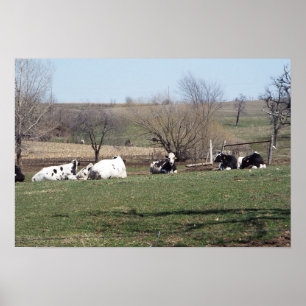 Póster Cartaz de Vacas Descansando nos Campos