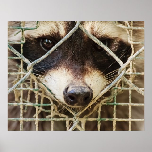 PÓSTER CARTAZ DE VALOR DO GUAXINIM (Frente)