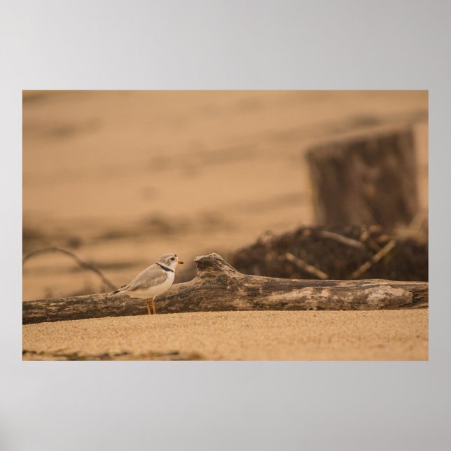 Póster Cartaz de valor do Piping Plover 36 x 24 Papel (Ma (Frente)