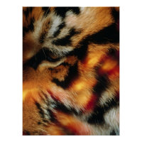 Cartaz de Vida Selvagem Close-Up do Olho de Tigre