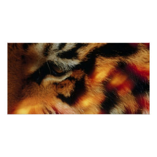 Póster Cartaz de Vida Selvagem Close-Up do Olho de Tigre
