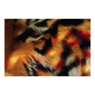 Póster Cartaz de Vida Selvagem Close-Up do Olho de Tigre