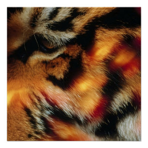 Póster Cartaz de Vida Selvagem Close-Up do Olho de Tigre