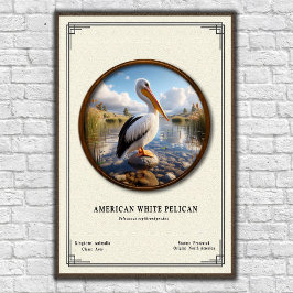 Poster Cartaz de Zoologia do Pelicano Branco Americano
