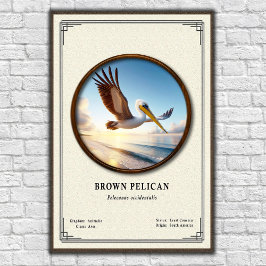 Poster Cartaz de Zoologia do Pelicano-Marrom