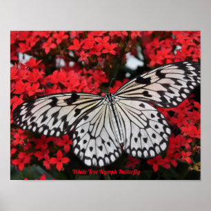 Poster Cartaz Deco da Borboleta Ninfa da Árvore Branca