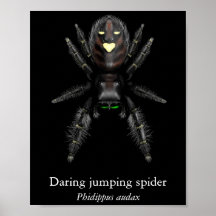 Cartaz do Aranha Saltadora Audaciosa (Semi-Brilho)