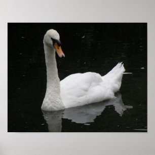 Poster Cartaz do Belo Cisne Branco