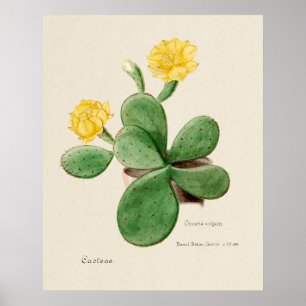 Poster cartaz do Cactus 2